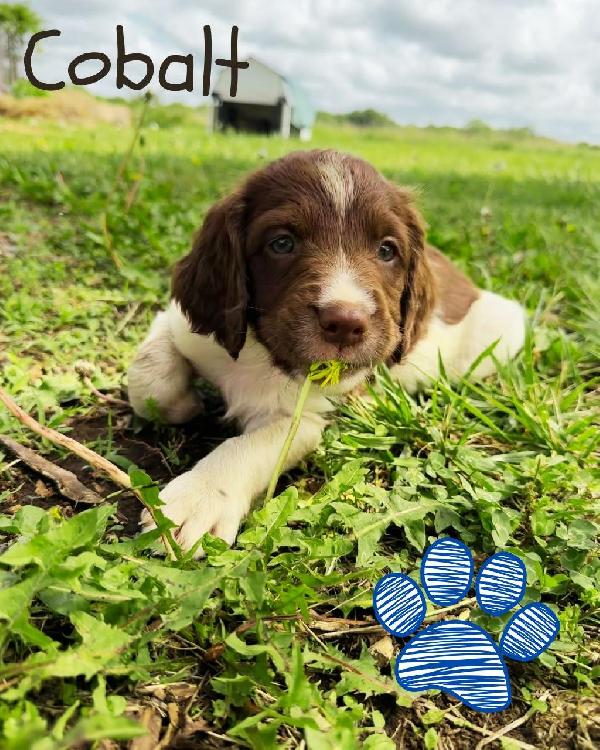 Cobalt.jpeg