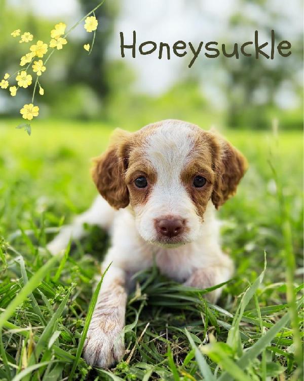 Honeysuckle.jpeg