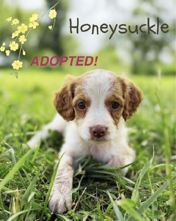 HONEYSUCKLE.JPEG