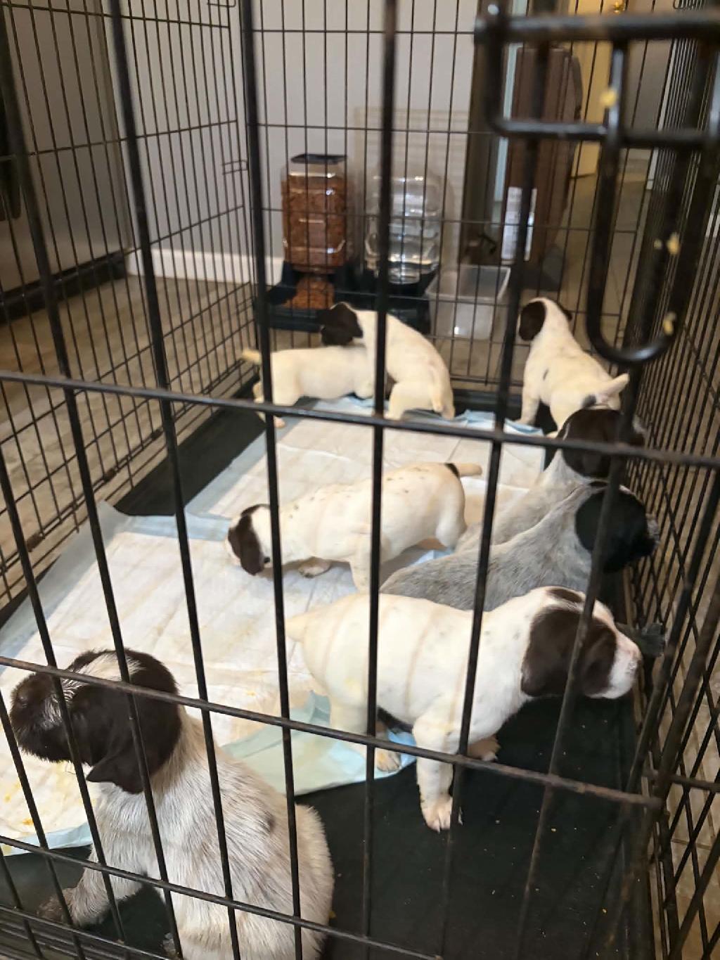 GERMAN WIREHAIRED POINTER PUPS FOR SALE! German Wirehaired Pointer