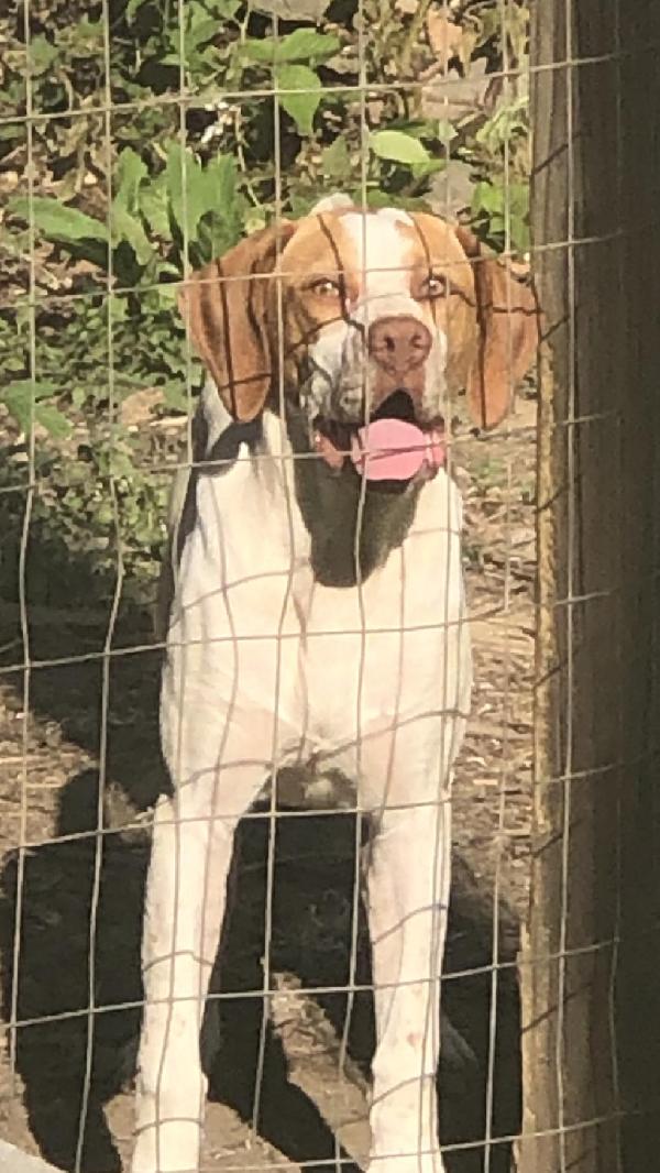 English Pointer