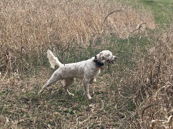 LLEWELLIN STUD DOG Llewellin Setter