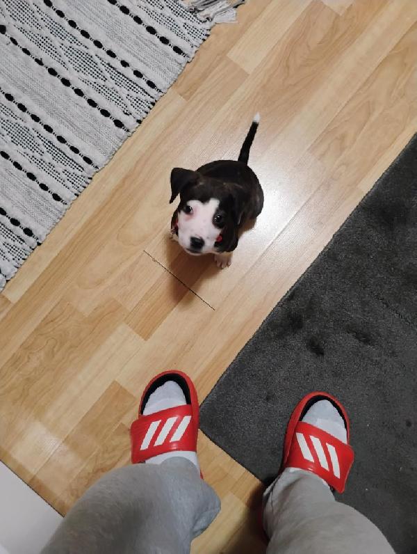 American Pit Bull Terrier