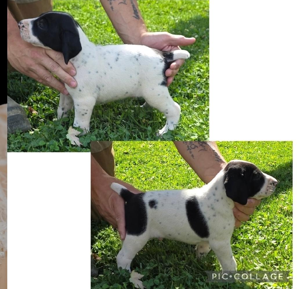 German Shorthaired Pointer