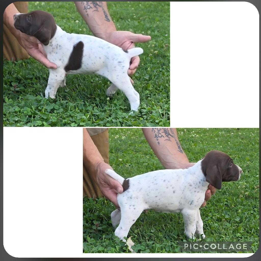 German Shorthaired Pointer