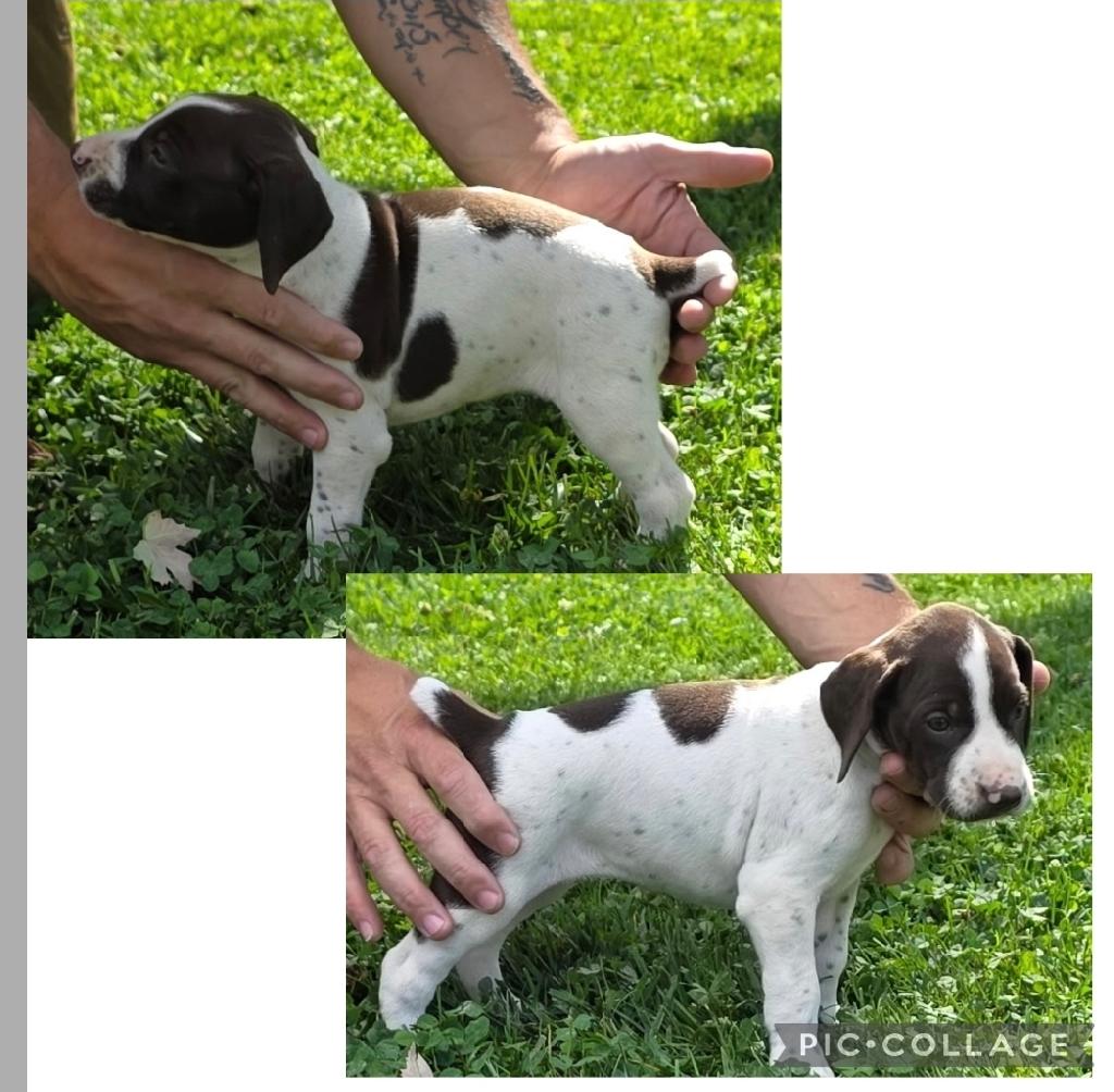 German Shorthaired Pointer