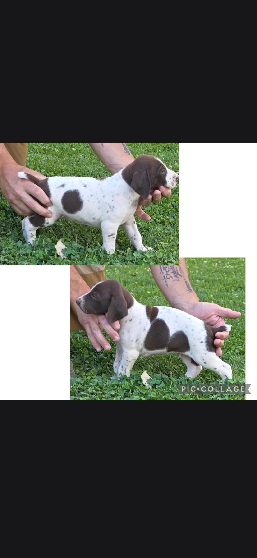 German Shorthaired Pointer
