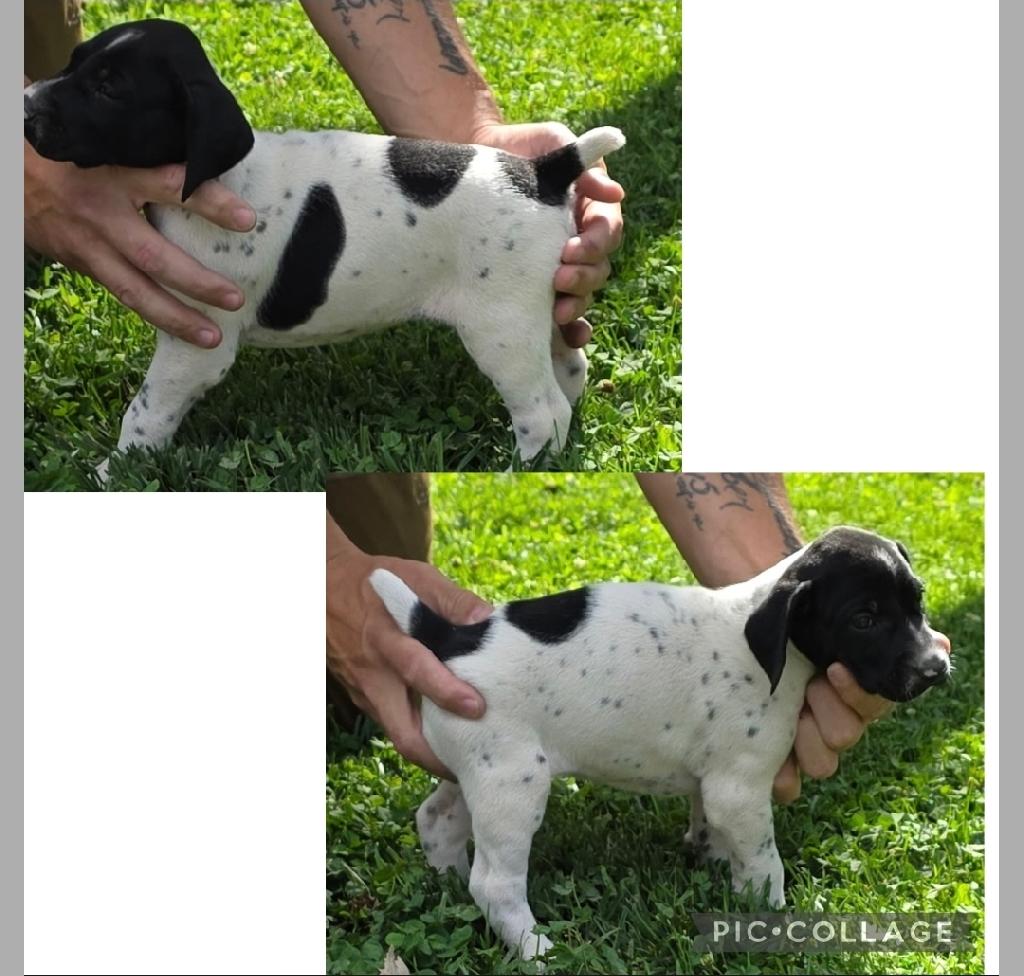 German Shorthaired Pointer