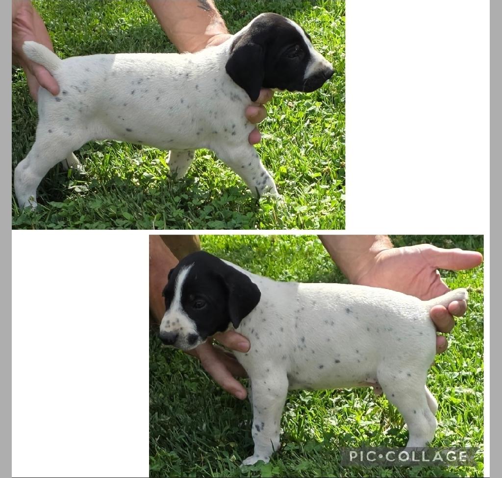GERMAN SHORTHAIR POINTERS AKC REGISTERED German Shorthaired Pointer