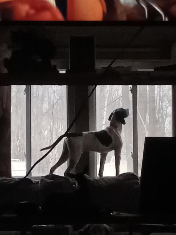 ENGLISH POINTER English Pointer