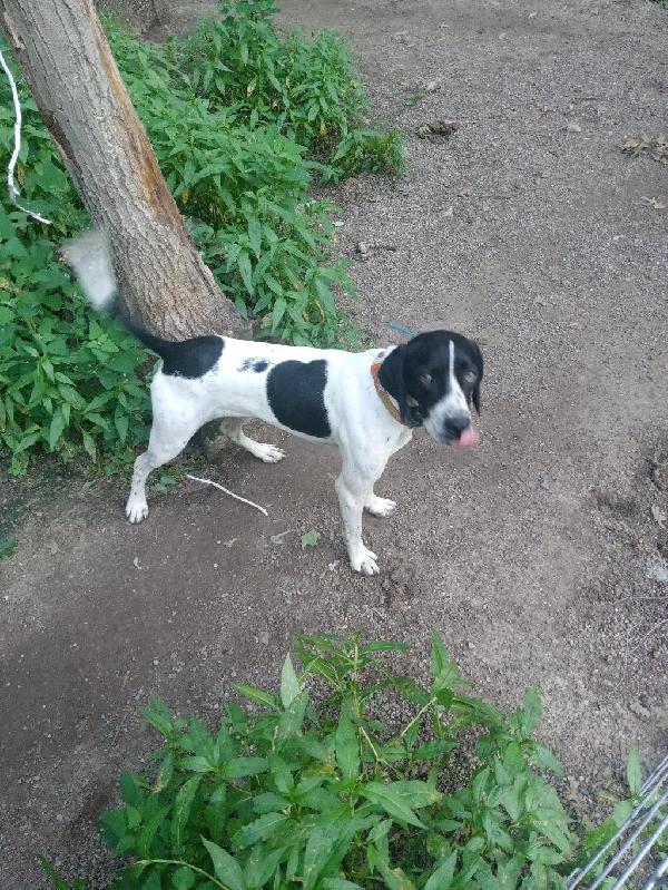 ENGLISH POINTER English Pointer