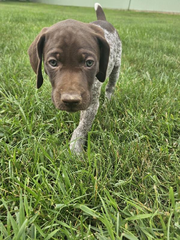 German Shorthaired Pointer