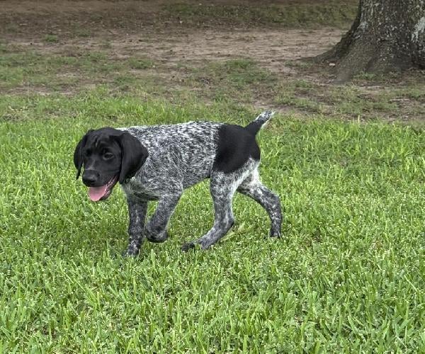 MALE GSP German Shorthaired Pointer
