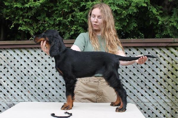Gordon Setter