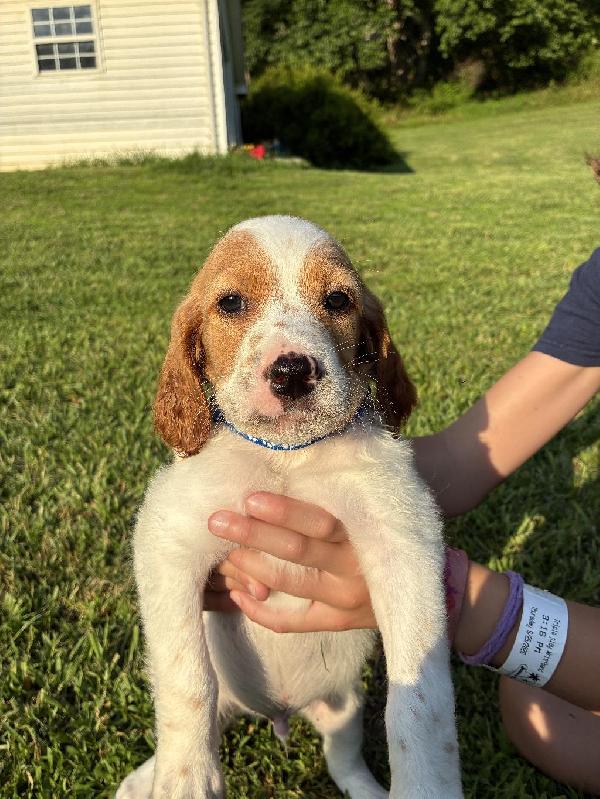ENGLISH SETTER PUPS English Setter