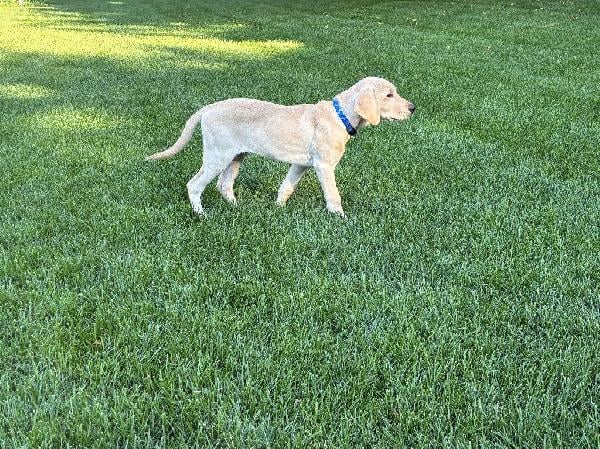POINTING LABRADOR PUPPY Labrador Retriever