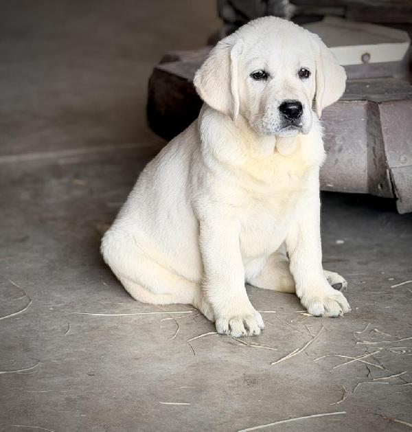Labrador Retriever