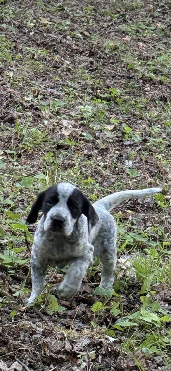ENGLISH POINTER X GERMAN WIREHAIRED POINTER German Wirehaired Pointer