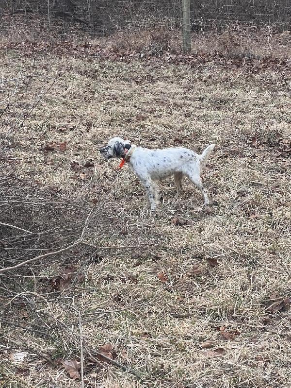 Llewellin Setter