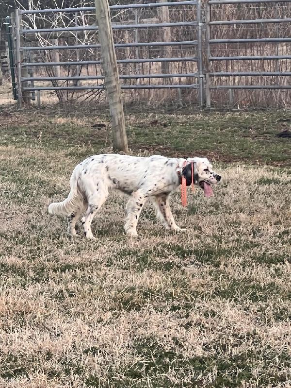 EXPERIENCED FEMALE LLEWELLIN SETTER Llewellin Setter