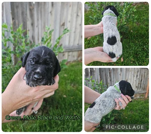 German Shorthaired Pointer