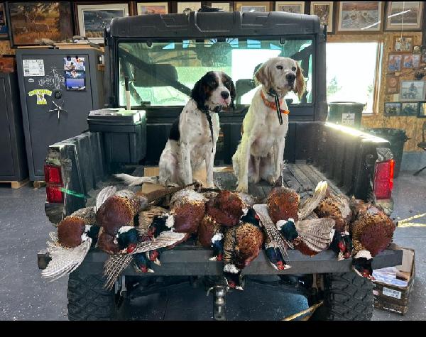 English Setter