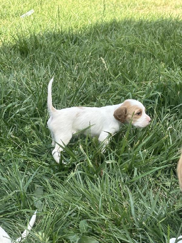 English Setter