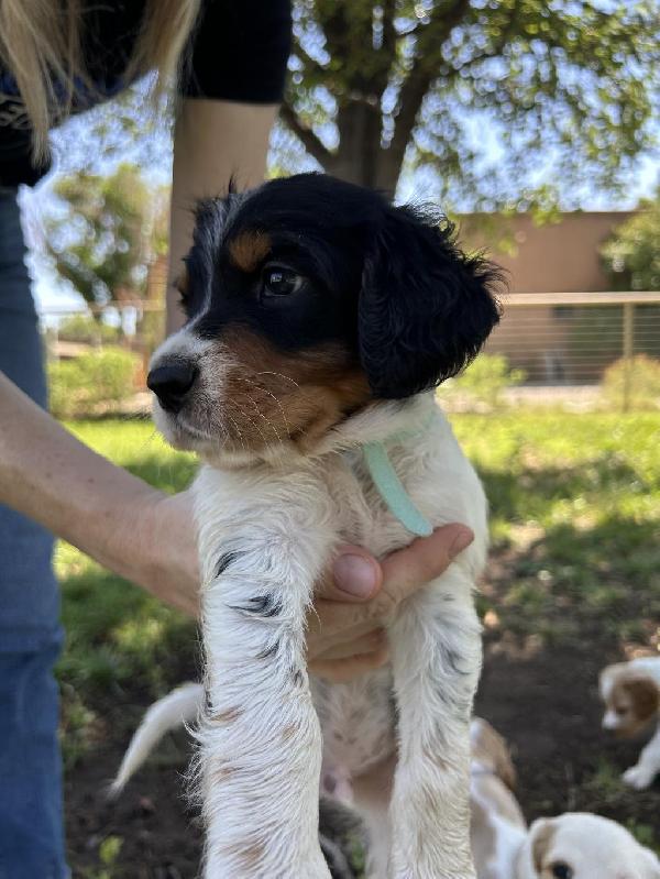 English Setter