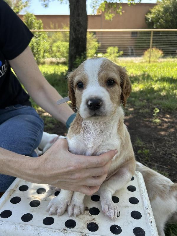 ENGLISH SETTER PUP English Setter