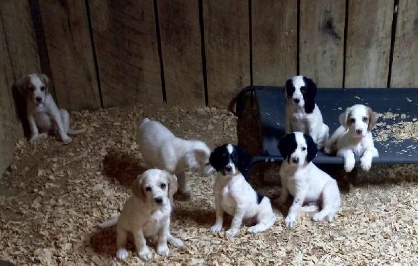 English Setter