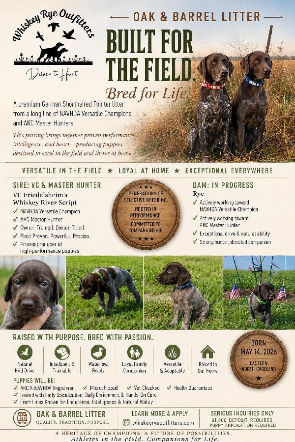 German Shorthaired Pointer
