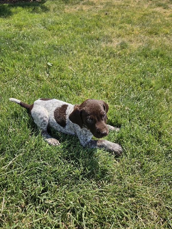 German Shorthaired Pointer