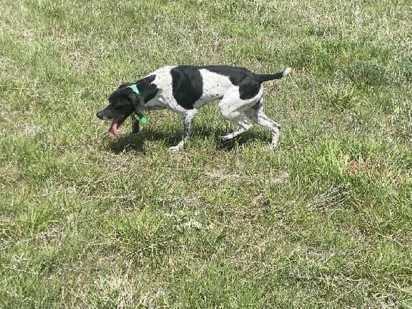 German Shorthaired Pointer