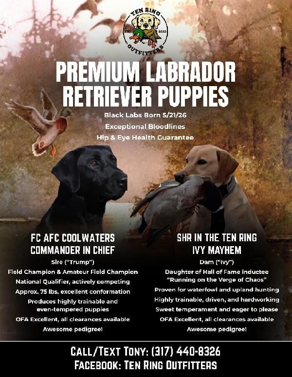 Labrador Retriever