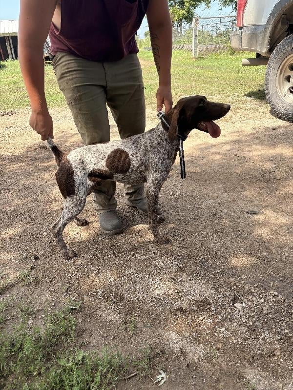 German Shorthaired Pointer