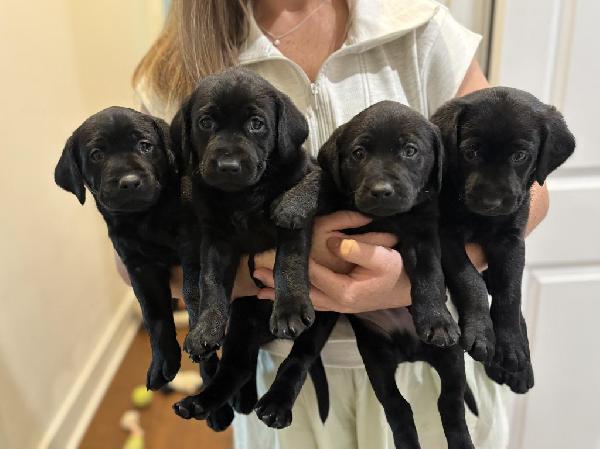 Labrador Retriever