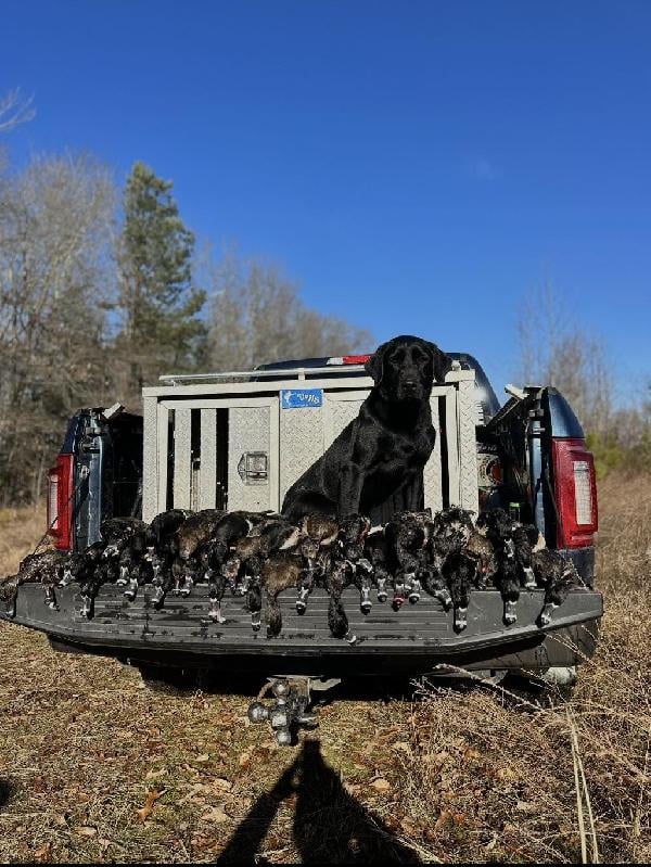 Labrador Retriever