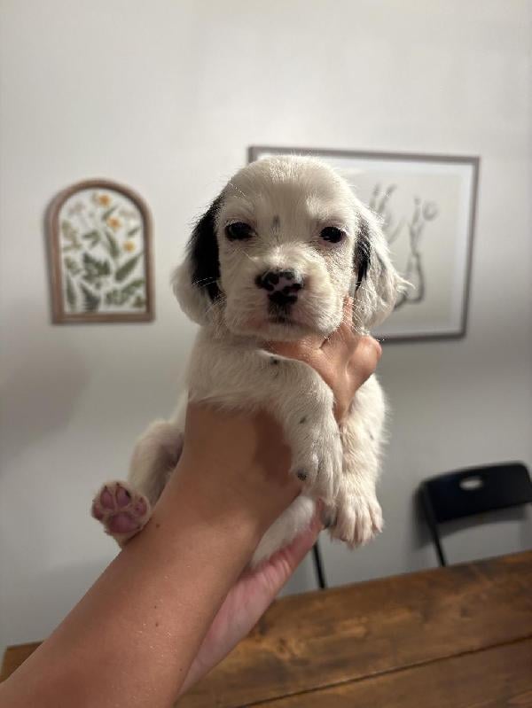 Llewellin Setter