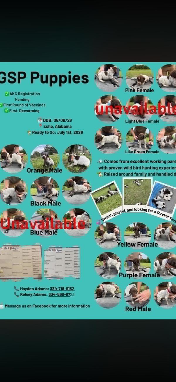 REGISTERED GSP PUPPIES German Shorthaired Pointer