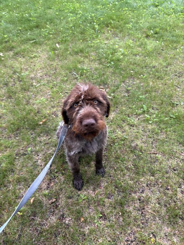 Wirehaired Pointing Griffon
