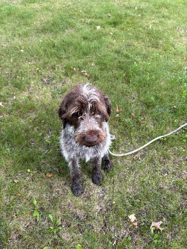3 YOUNG GRIFFON AVAILABLE Wirehaired Pointing Griffon