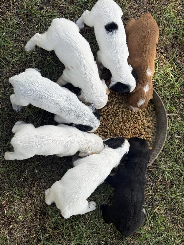 2 LITTERS-ALL PARENTS HUNT! English Cocker Spaniel