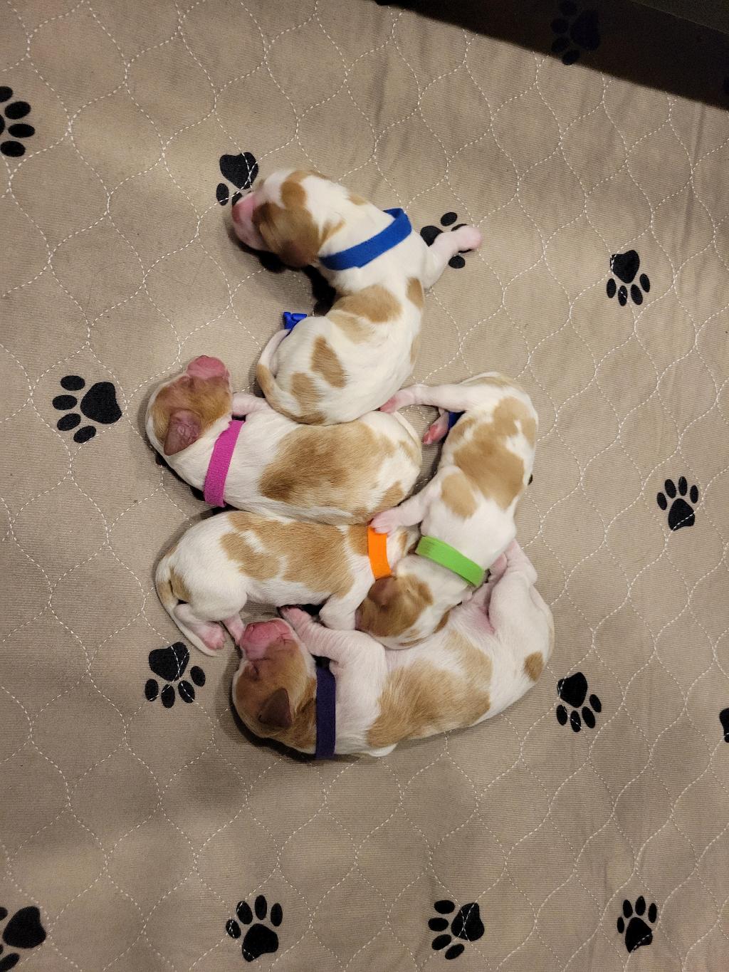 BRITTANY PUPPIES American Brittany