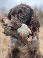 SMALL MUNSTERLANDER PUPPIES - READY LATE JULY
