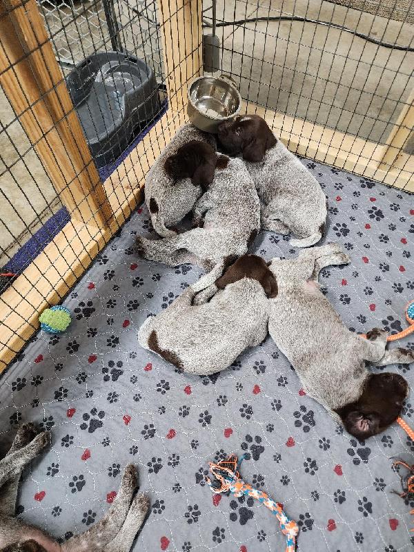 puppies2.jpg