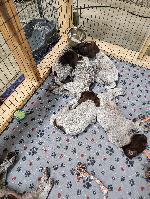 puppies2.jpg