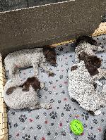 puppies3.jpg