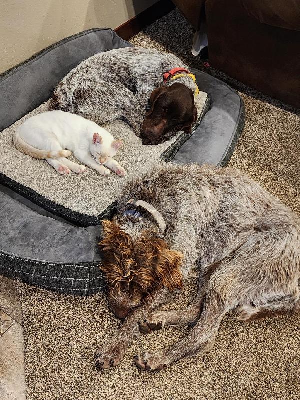 puppieparents.jpg