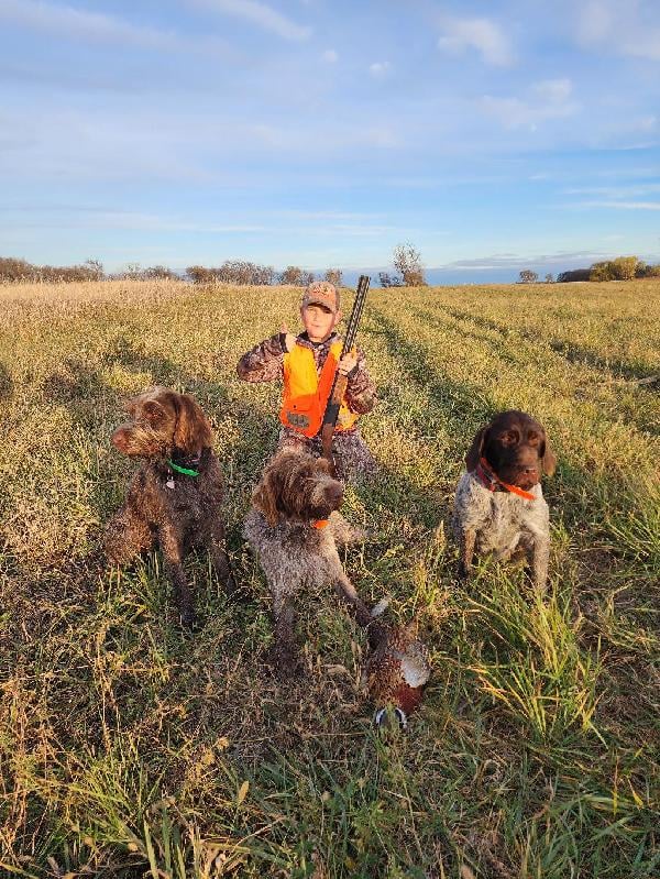 WIREHAIR POINTING GRIFFON PUPPIES Wirehaired Pointing Griffon
