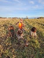 WIREHAIR POINTING GRIFFON PUPPIES